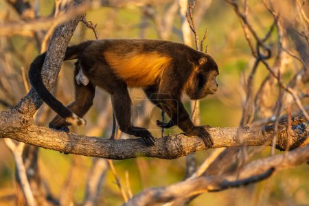 Téléchargez les photos : Mantled Howler Monkey - Alouatta palliata, beau primate bruyant des forêts et des bois d'Amérique latine, Cambutal, Panama. - en image libre de droit