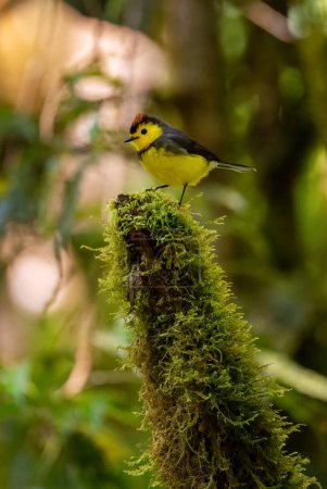 Téléchargez les photos : Collier Whitestart - Myioborus torquatus, beau petit oiseau perché timide des forêts montagnardes d'Amérique centrale, Volcn, Panama. - en image libre de droit