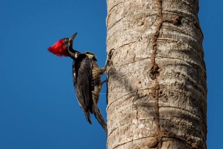 Foto de Pájaro carpintero - Dryocopus lineatus, hermoso pájaro carpintero grande de color de los bosques y bosques de América Latina, Cambutal, Panamá. - Imagen libre de derechos