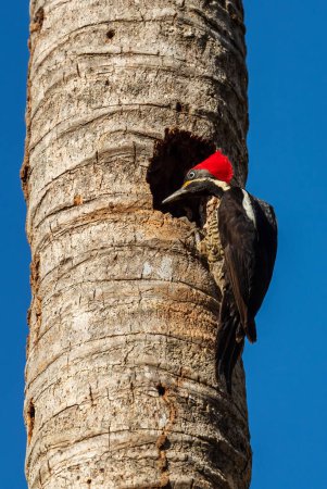Téléchargez les photos : Pic linéaire - Dryocopus lineatus, beau grand pic de couleur des bois et forêts d'Amérique latine, Cambutal, Panama. - en image libre de droit
