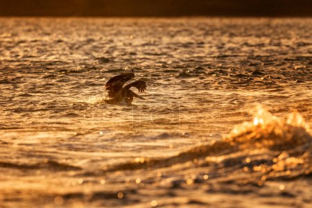 Téléchargez les photos : Pélican brun - Pelecanus occidentalis, grande pêche aux oiseaux aquatiques sur les côtes du Pacifique et de l'Atlantique des Amériques, Cambutal, Panama. - en image libre de droit