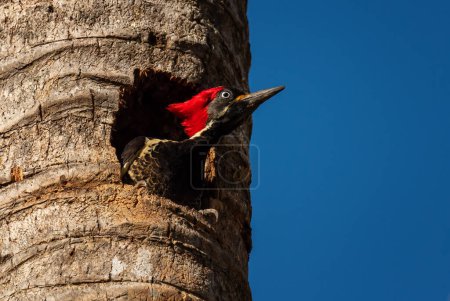 Foto de Pájaro carpintero - Dryocopus lineatus, hermoso pájaro carpintero grande de color de los bosques y bosques de América Latina, Cambutal, Panamá. - Imagen libre de derechos