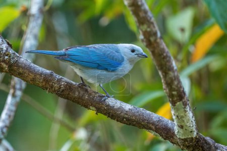 Photo for Blue-gray Tanager - Thraupis episcopus, beautiful colorful blue perching bird from Latin America forests, El Valle de Anton, Panama. - Royalty Free Image