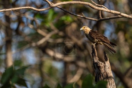 Foto de Caracara Cabeza Amarilla - Milvago chimachima, pequeño pájaro rapaz de bosques y bosques de América Central y Latina, Cambutal, Panamá. - Imagen libre de derechos