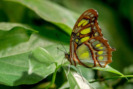 Foto de Mariposa malaquita - Siproeta stelenes, hermosa mariposa malaquita de los arbustos y bosques del Nuevo Mundo, Panamá. - Imagen libre de derechos