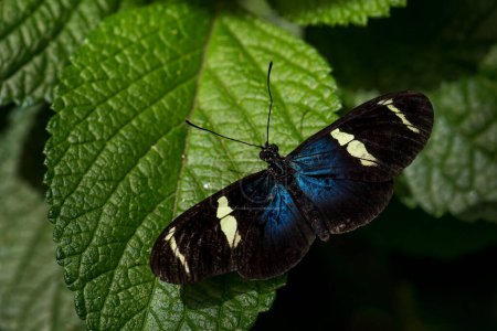 Téléchargez les photos : Sara longwing - Heliconius sara, beau papillon aux pieds de brosse de couleur des prairies d'Amérique centrale et du Sud, Panama. - en image libre de droit