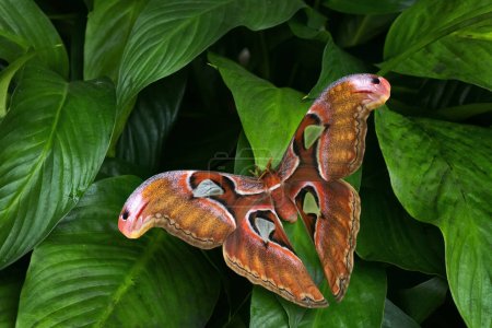 Atlas Moth - Attacus atlas, wunderschöner großer Falter aus asiatischen Wäldern und Wäldern, Borneo, Indonesien.