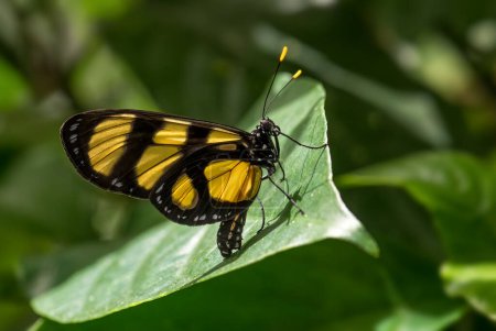 Téléchargez les photos : Papillon à pattes brosses - Thyridia psidii, beau papillon jaune des bois d'Amérique centrale et latine, prairies et jardins, Panama. - en image libre de droit