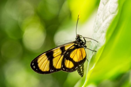 Téléchargez les photos : Papillon à pattes brosses - Thyridia psidii, beau papillon jaune des bois d'Amérique centrale et latine, prairies et jardins, Panama. - en image libre de droit