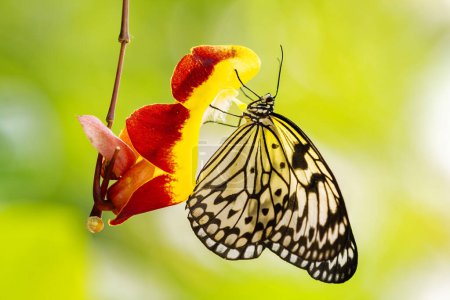 Téléchargez les photos : Nymphe des mangroves - Idée leucone, beau papillon noir et blanc d'Asie du Sud-Est
. - en image libre de droit