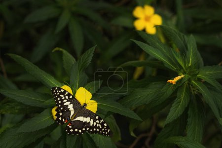 Photo for Lime Butterfly - Papilio demoleus, beautiful colored butterfly from Asian meadows and woodlands, Malaysia. - Royalty Free Image