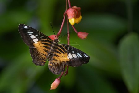 Foto de Clipper mariposa - Parthenos sylvia, hermoso colorido mantequilla de los arbustos y bosques asiáticos, Malasia
. - Imagen libre de derechos