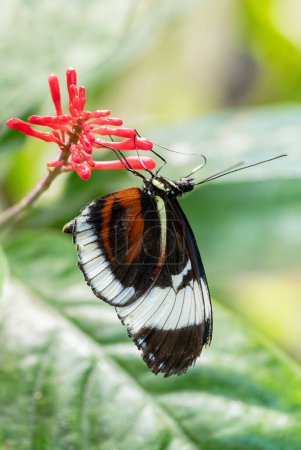 Téléchargez les photos : Cydno Longwing - Heliconius cydno, beau papillon tropical coloré des bois d'Amérique centrale et latine, prairies et jardins, Panama. - en image libre de droit