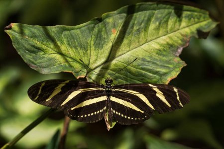 Foto de Zebra Longwing - Heliconius charithonia, hermosa mariposa tropical de colores de bosques, prados y jardines de América Central y Latina, Panamá. - Imagen libre de derechos