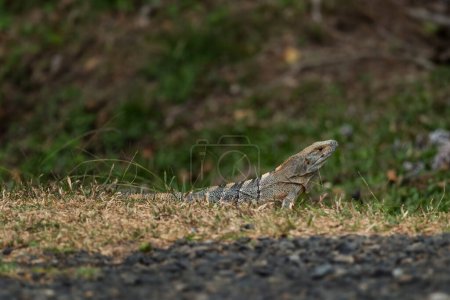 Foto de Iguana Verde Común - Iguana iguana, gran lagarto popular de América Central y Latina bosques, bosques y costas de aguas dulces, Cambutal, Panamá. - Imagen libre de derechos