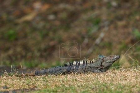 Foto de Iguana Verde Común - Iguana iguana, gran lagarto popular de América Central y Latina bosques, bosques y costas de aguas dulces, Cambutal, Panamá. - Imagen libre de derechos
