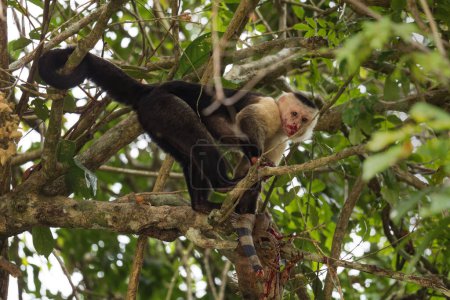 Téléchargez les photos : Capucin à face blanche - Cebus capucinus, beau primate brun à face blanche originaire des forêts d'Amérique latine, forêt de Gamboa, Panama. - en image libre de droit