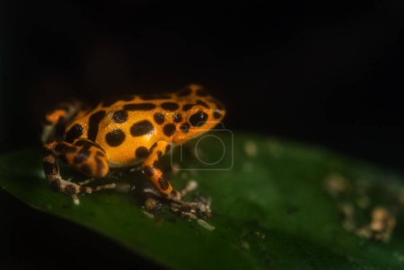 Foto de Red Poison Dart Frog - Oophaga pumilio, hermosa rana de patas azules rojas del bosque de Cental America, Panamá. - Imagen libre de derechos