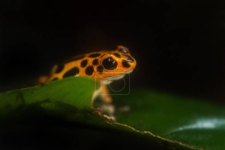 Foto de Red Poison Dart Frog - Oophaga pumilio, hermosa rana de patas azules rojas del bosque de Cental America, Panamá. - Imagen libre de derechos