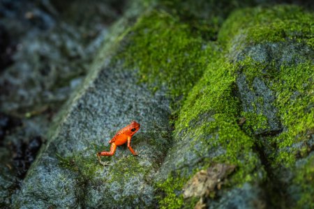 Red Poison Dart Frog - Oophaga pumilio, belle grenouille à pattes bleues rouges de la forêt de l'Amérique dentaire, Panama.