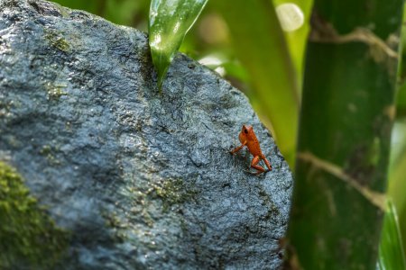 Téléchargez les photos : Red Poison Dart Frog - Oophaga pumilio, belle grenouille à pattes bleues rouges de la forêt de l'Amérique dentaire, Panama. - en image libre de droit