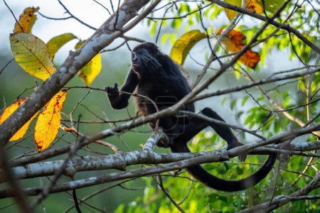 Photo for Mantled Howler Monkey - Alouatta palliata, beautiful noisy primate from Latin America forests and woodlands, Gamboa, Panama. - Royalty Free Image