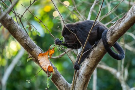 Mono aullador manto - Alouatta palliata, hermoso primate ruidoso de bosques y bosques de América Latina, Gamboa, Panamá.