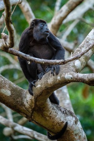 Téléchargez les photos : Mantled Howler Monkey - Alouatta palliata, beau primate bruyant des forêts et des bois d'Amérique latine, Gamboa, Panama. - en image libre de droit