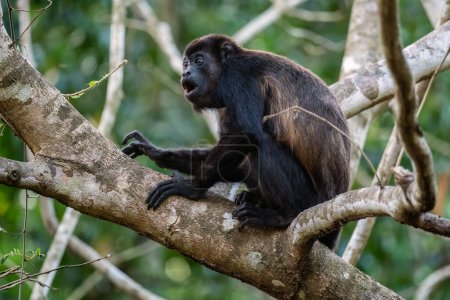 Téléchargez les photos : Mantled Howler Monkey - Alouatta palliata, beau primate bruyant des forêts et des bois d'Amérique latine, Gamboa, Panama. - en image libre de droit