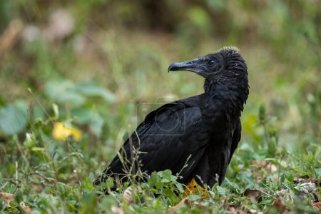 Foto de Buitre Negro Americano - Coragyps atratus, buitre común negro de los bosques de América Central, Gamboa, Panamá. - Imagen libre de derechos