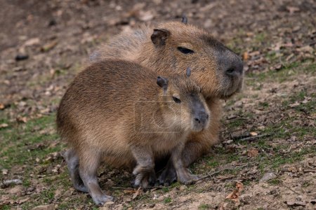 Téléchargez les photos : Capybara - Hydrochoerus hydrochaeris, rongeur géant des savanes, marécages et prairies d'Amérique centrale et du Sud, Gamboa, Panama. - en image libre de droit