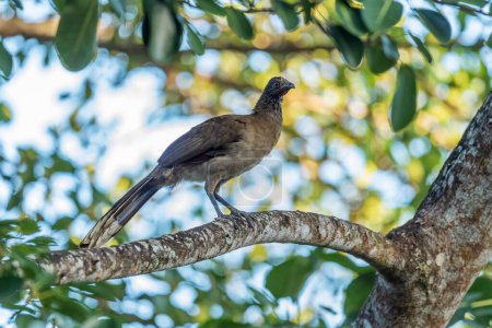 Téléchargez les photos : Chachalaca à tête grise - Ortalis cinereiceps, oiseau ancien spécial des forêts d'Amérique centrale et latine, Volcn, Panama. - en image libre de droit