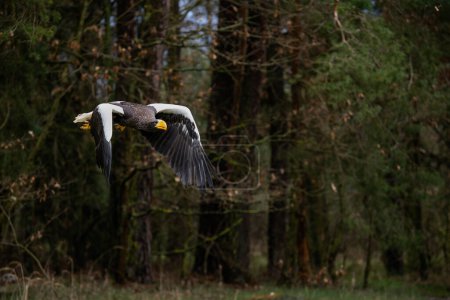 Téléchargez les photos : Steller's Sea Eagle - Haliaeetus pelagicus, magnifique grand aigle emblématique des côtes de l'Asie orientale, océan Pacifique, Japon. - en image libre de droit