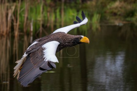 Téléchargez les photos : Steller's Sea Eagle - Haliaeetus pelagicus, magnifique grand aigle emblématique des côtes de l'Asie orientale, océan Pacifique, Japon. - en image libre de droit
