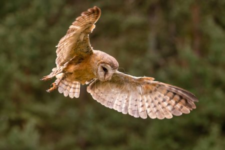 Foto de Barn Owl - Tyto alba, hermoso búho naranja icónico de bosques y bosques de todo el mundo, República Checa. - Imagen libre de derechos