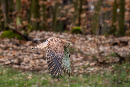 Foto de Cernícalo euroasiático - Falco tinnunculus, hermoso ave rapaz de bosques y bosques europeos, República Checa. - Imagen libre de derechos