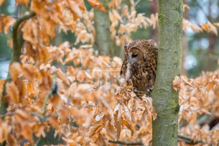 Photo for Tawny Owl - Strix aluco, beatiful common owl from Euroasian forests and woodlands, Czech Republic. - Royalty Free Image