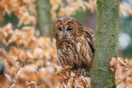 Photo for Tawny Owl - Strix aluco, beatiful common owl from Euroasian forests and woodlands, Czech Republic. - Royalty Free Image