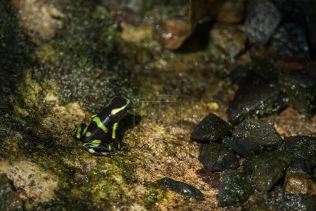 Foto de Dardo Rana Venenosa - Dendrobates auratus, rana verde y negra del bosque de América Cental, Panamá. - Imagen libre de derechos