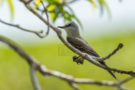 Foto de Kingbird tropical - Tyrannus melancholicus, hermoso pájaro común encaramado de bosques y jardines de América Central y Latina, Gamboa, Panamá. - Imagen libre de derechos