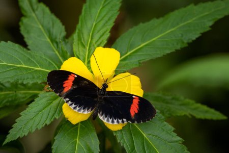 Téléchargez les photos : Poste commune - Heliconius melpomene, beau papillon aux pieds de brosse de couleur des prairies et forêts d'Amérique centrale, Mexique
. - en image libre de droit