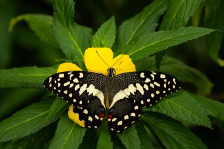 Téléchargez les photos : Papillon de chaux - Papilio demoleus, beau papillon coloré des prairies et des bois asiatiques, Malaisie
. - en image libre de droit