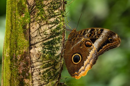Téléchargez les photos : Papillon hibou géant - Caligo memnon, beau grand papillon des forêts d'Amérique centrale, Mexique
. - en image libre de droit