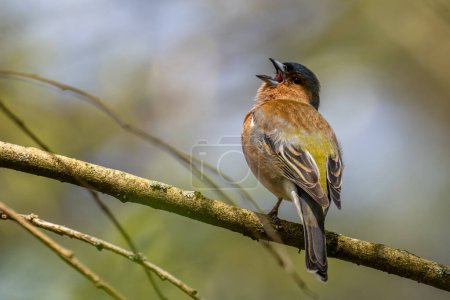 Foto de Pinzón común - Fringilla coelebs, hermoso pájaro encaramado de colores de los bosques del Viejo Mundo, Zlin, República Checa. - Imagen libre de derechos
