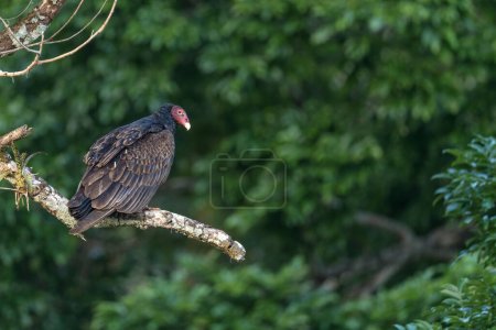 Photo for Turkey Vulture - Cathartes aura, large unique bird of prey from Central and Latin America forests and woodlands, Gamboa, Panama. - Royalty Free Image