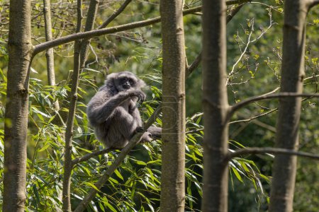 Photo for Silvery Gibbon - Hylobates moloch, beautiful primate endemic in Java forests, Indonesia. - Royalty Free Image