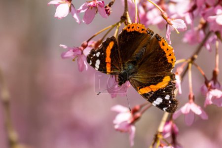 Téléchargez les photos : Papillon Amiral rouge Vanessa atalanta, beau papillon de couleur des prairies et prairies européennes, Zlin, République tchèque. - en image libre de droit