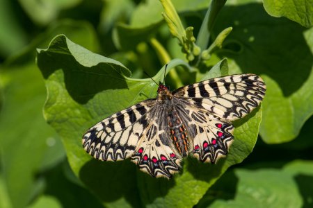 Foto de Mariposa del sur de Festoon - Zerynthia polyxena, hermosa mariposa rara de color de prados y pastizales europeos, República Checa. - Imagen libre de derechos