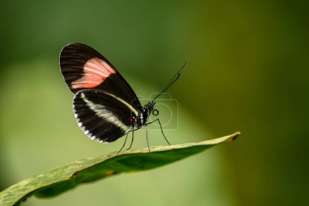 Photo for Red Postman - Heliconius erato, beautiful colorful butterfly from Latin and Central America, Panama. - Royalty Free Image