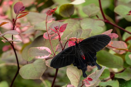 Foto de La rosa rosa mariposa - Pachliopta kotzebuea, hermosa mariposa de cola de golondrina de colores grandes de prados y bosques de Filipinas. - Imagen libre de derechos